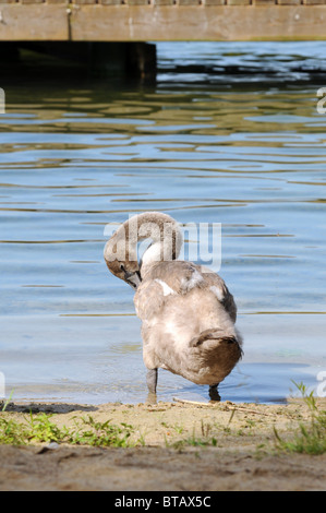 Cygne tuberculé Cygnus olor cygnet sur Lanskie lake, Olsztynskie - Lakeland partie de district du Lac de Mazurie, Région de la Mazurie en Pologne Banque D'Images