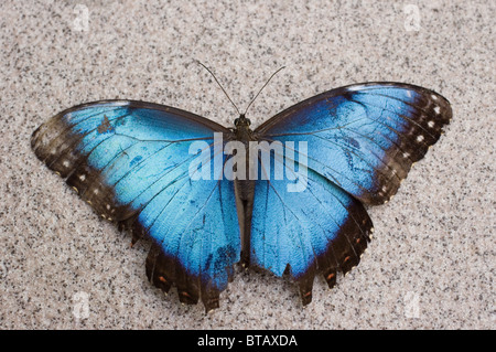 Beautiful Blue Morpho butterfly debout sur le plancher Banque D'Images