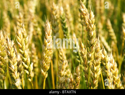 Close-up de certaines céréales de blé OGM de maturation avant la récolte. Banque D'Images