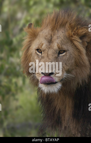 Lion mâle dominant lèche ses lèvres Banque D'Images