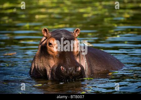 L'hippopotame commun dans l'eau de l'Afrique. Banque D'Images