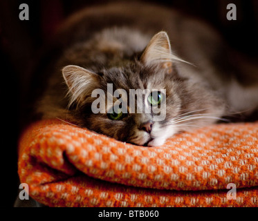 Une vieille et fluffy cat lying on a Blanket. Banque D'Images
