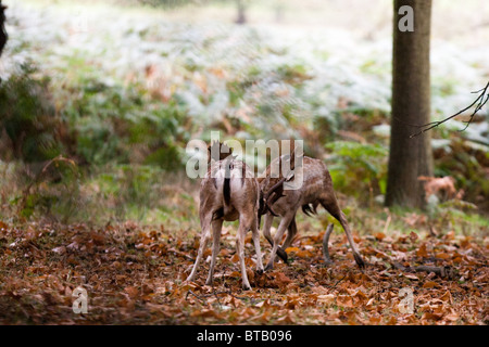 Tôt le matin, une paire de daim (Dama dama) cerfs clash énergiquement dans les bois du parc Richmond. Banque D'Images