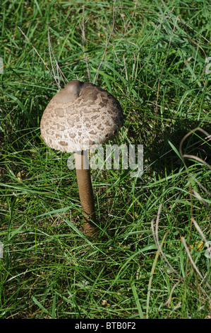 Macrolepiota procera, communément appelée coulemelle Banque D'Images