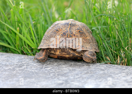 L'homme fort orné (tortues Terrapene ornata) Banque D'Images