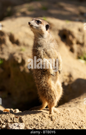 Meerkat observant le ciel d'un séjour jusqu'à frapper les jambes Banque D'Images