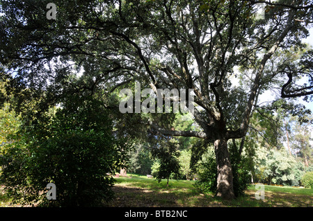 Un vieux chêne-liège (Quercus suber) classé par l'autorité locale dans l'intérêt public, Parque Bensaude, Lisbonne, Portugal Banque D'Images