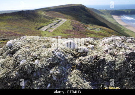 Rhossili lichen couvrant rock en Pays de Galles Banque D'Images