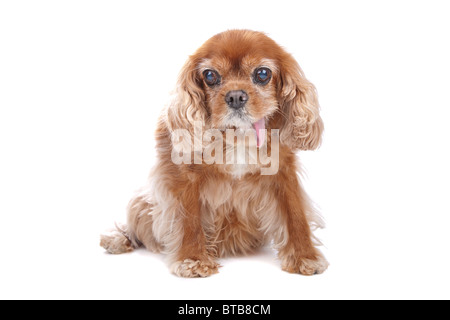 Cavalier King Charles Spaniel isolated on white Banque D'Images