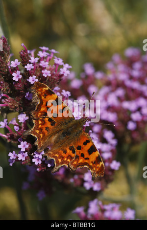 Comma Butterfly (Polygonia c-album) se nourrissant de fleurs de verveine (Verbena bonariensis) dans jardin, Warwickshire, Angleterre, juillet Banque D'Images