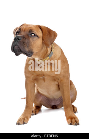 Race croisée Dogue de Bordeaux puppy isolated on white Banque D'Images