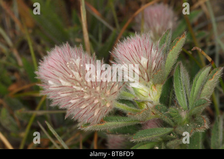 Clover Trifolium arvense, Haresfoot. Habitat falaise , Cornwall UK, juillet. Banque D'Images