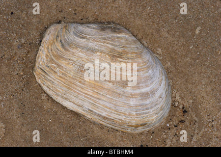 En attendant contondant shell, Mya truncata. Ligne de rivage sur Studland Bay Dorset, UK. Septembre. Banque D'Images