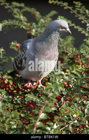 Pigeon domestique (Columba livia domestica) dans city park. Banque D'Images