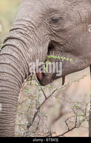 Eléphant africain (Loxodonta africana) manger. Mashatu Game Reserve Botswana Afrique Banque D'Images