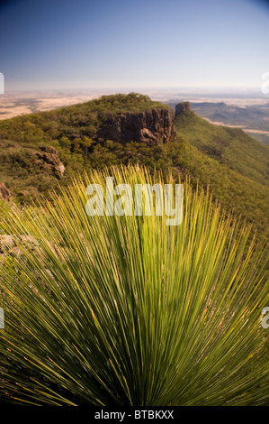 Arbre d'herbe (xanthorrhoea ou garçon noir) montre sa forte, pointes pointues Banque D'Images