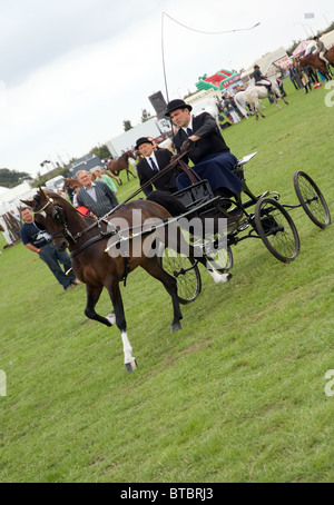 Fiacre pony au orsett county show Banque D'Images