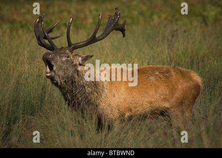 Red Deer Stag aboie pendant l'automne de l'Ornière Banque D'Images