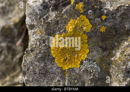 Close up du lichen Xanthoria calcicola sur basalte, Streefkerk, South-Holland, Pays-Bas Banque D'Images