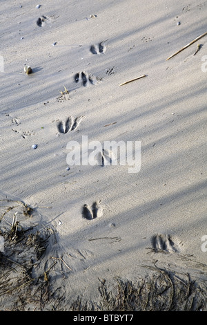 Les voies de chevreuils (Capreolus capreolus) sur une plage de la rivière dans le Parc National Biesbosch, South-Holland, Pays-Bas Banque D'Images