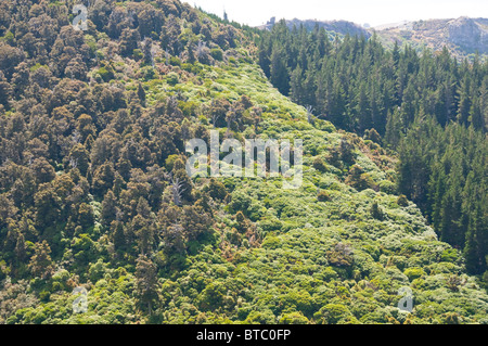 Akaroa, du port,Vues de Summit Road,French,historique, banques, colonie de l'île du sud de la péninsule,NZ, Banque D'Images