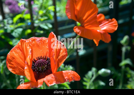 Grand pavot d'ornement en fleurs dans un jardin anglais Banque D'Images