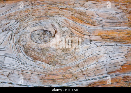 Close up detail de bois flotté Banque D'Images