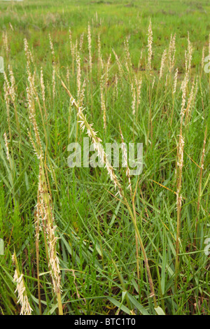 Cordon commun herbe, Spartina anglica, Saltmarsh, port de Poole Dorset UK. Juillet. Banque D'Images