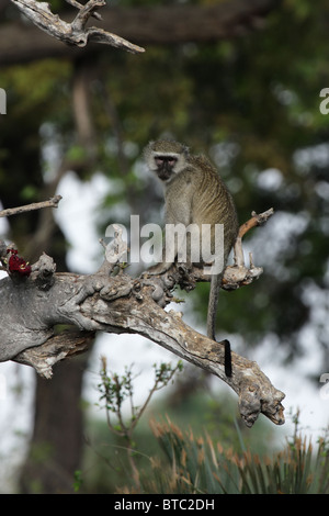 Singe vervet (Cercopithecus pygerythrus) assis sur un arbre dans le Delta de l'Okavango, au Botswana. Banque D'Images