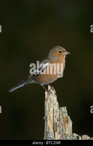 Chaffinch Fringilla coelebs mâle en bois naturel de l'habitat. 6861 SCO Banque D'Images