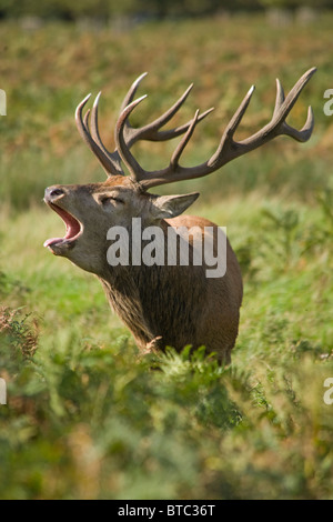 Red Deer Stag aboie pendant l'automne de l'Ornière Banque D'Images