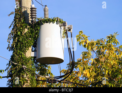 Transformateur électrique monté sur un mât couvert de vigne dans un quartier résidentiel de Laval, Québec, Canada. Banque D'Images