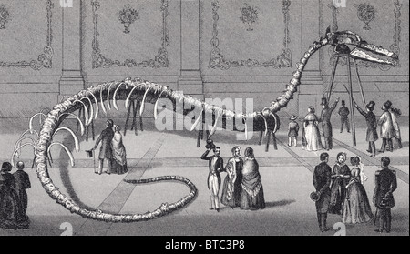 114 pieds de long faux squelette de serpent de mer Hydrarchos harlani mis en spectacle à New York et Boston en 1845 par Albert C. Koch. Banque D'Images