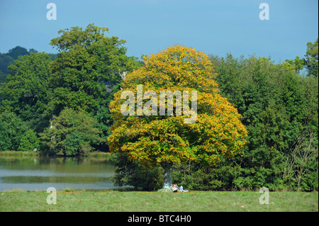 À l'automne Petworth Park West Sussex UK Banque D'Images