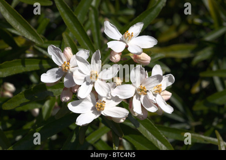 Fleur blanche de Choisya ternata Aztec Pearl Banque D'Images