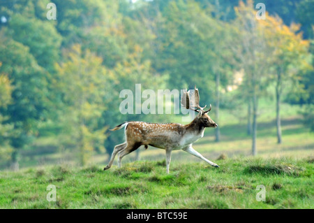 Daims stag en Petworth Park West Sussex UK Banque D'Images