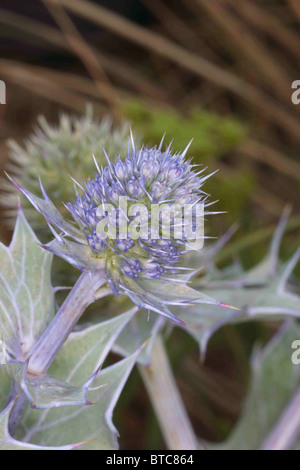 Eryngium maritimum, Holly mer. Sur les dunes de sable , Mudeford spit, au Royaume-Uni. En août. Banque D'Images