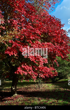 Acer Japonica Vitofolium ou pleine lune en automne de l'érable. Banque D'Images