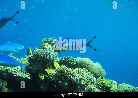 Israël, Eilat, l'observatoire sous-marin construit sur un récif de corail Banque D'Images