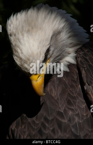 Pygargue à tête blanche (Haliaeetus leucocephalus) Banque D'Images