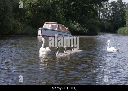 Famille loisirs plaisance dans un Motor Cruiser, rivière Ant, Norfolk Broads avec la famille de cygnes tuberculés dans attendace l'espoir pour l'alimentation Banque D'Images