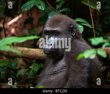 Portrait de gorille de plaine de l'Ouest dans un habitat naturel. Congo. Banque D'Images