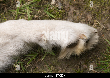 Le Chien (Canis lupus familiaris). Pied avant gauche montrant premier chiffre avec griffe de rosée, jambe tendus sur le sol. Banque D'Images