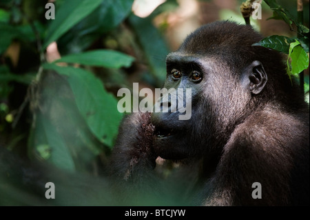 L'alimentation des gorilles. Portrait de gorille de plaine de l'ouest de manger. Les gorilles sont les plus grands des primates. Les gorilles sont les plus grands o Banque D'Images