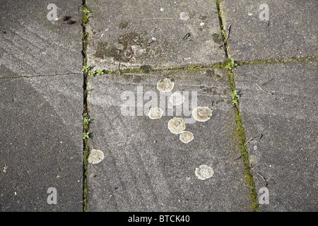 Le lichen Lecanora muralis sur la rue des carreaux à la voie d'un pneu de voiture , Alblasserdam, Pays-Bas Banque D'Images