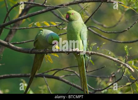 Héron pourpré (Psittacula krameri) Mâle (l) et femelle (r) Chambal, Madhya Pradesh, Inde Banque D'Images