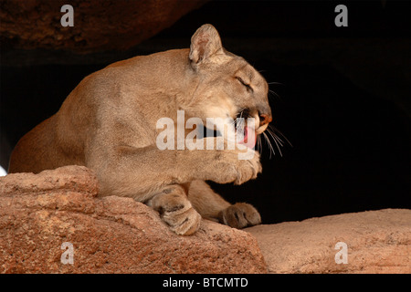 Un lion de montagne, également connu sous le nom de Cougar ou Puma, toilettage, sur une corniche. Banque D'Images