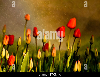 Tulipes rouges sous la pluie de printemps Banque D'Images