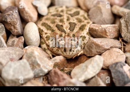 Crapaud des steppes (Bufo cognatus) Banque D'Images