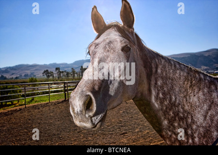 Un cheval gris head shot Banque D'Images